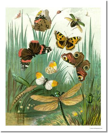 Victorian Print: Butterflies