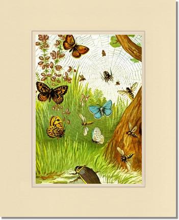 Butterflies | Victorian Wall Art Print