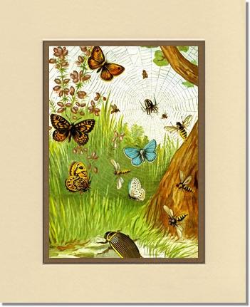 Butterflies | Victorian Wall Art Print