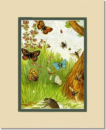 Butterflies | Victorian Wall Art Print