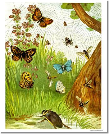 Butterflies | Victorian Wall Art Print