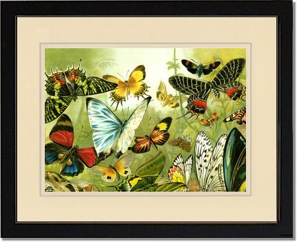 Victorian Print: Butterflies | Victorian Wall Art Print
