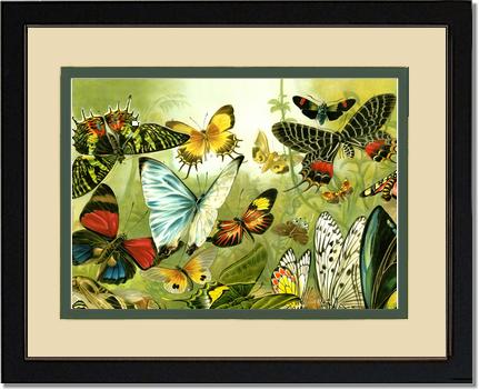 Victorian Print: Butterflies | Victorian Wall Art Print
