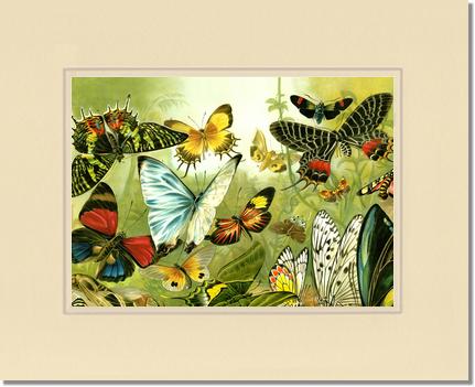 Victorian Print: Butterflies | Victorian Wall Art Print