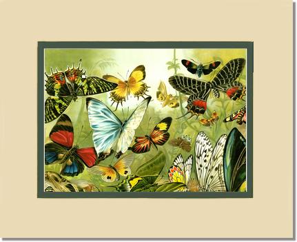 Victorian Print: Butterflies | Victorian Wall Art Print