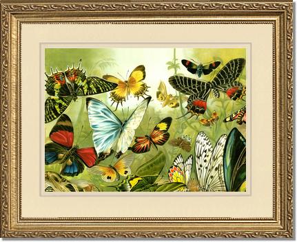 Victorian Print: Butterflies | Victorian Wall Art Print
