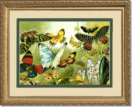 Victorian Print: Butterflies | Victorian Wall Art Print
