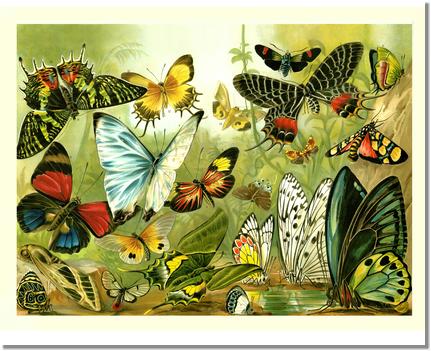 Victorian Print: Butterflies | Victorian Wall Art Print