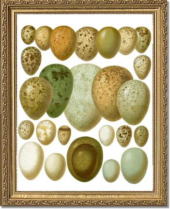 Victorian Print: Bird Eggs | Victorian Wall Art Print