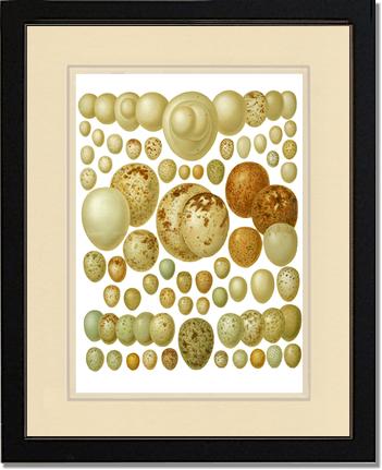 Victorian Print: Bird Eggs | Victorian Wall Art Print