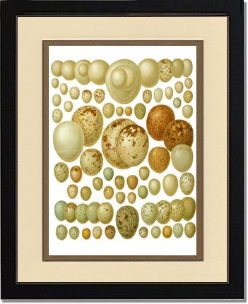 Victorian Print: Bird Eggs | Victorian Wall Art Print