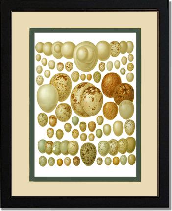 Victorian Print: Bird Eggs | Victorian Wall Art Print