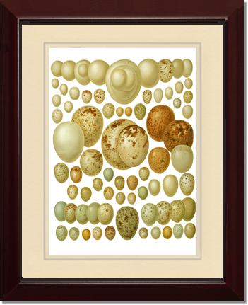 Victorian Print: Bird Eggs | Victorian Wall Art Print