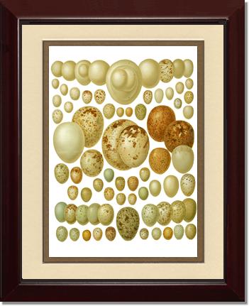 Victorian Print: Bird Eggs | Victorian Wall Art Print