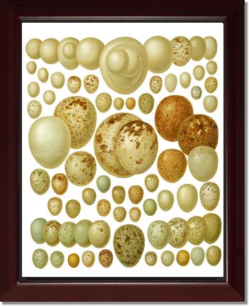Victorian Print: Bird Eggs | Victorian Wall Art Print