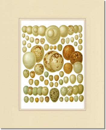 Victorian Print: Bird Eggs | Victorian Wall Art Print