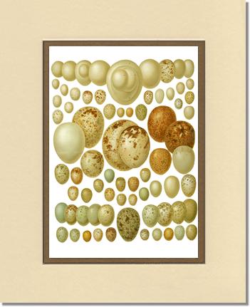 Victorian Print: Bird Eggs | Victorian Wall Art Print
