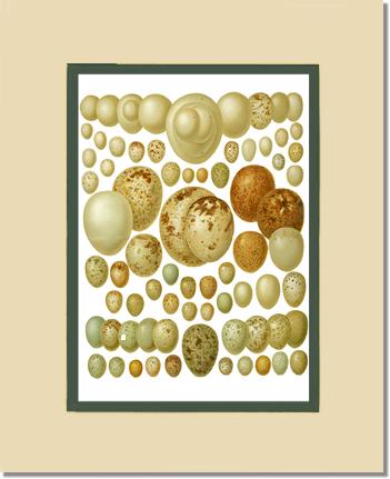 Victorian Print: Bird Eggs | Victorian Wall Art Print