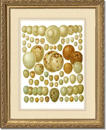 Victorian Print: Bird Eggs | Victorian Wall Art Print