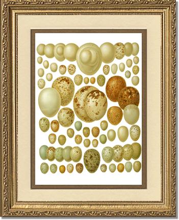 Victorian Print: Bird Eggs | Victorian Wall Art Print