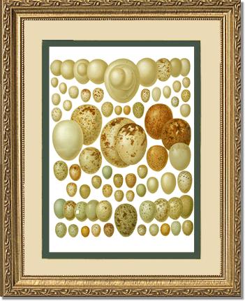 Victorian Print: Bird Eggs | Victorian Wall Art Print