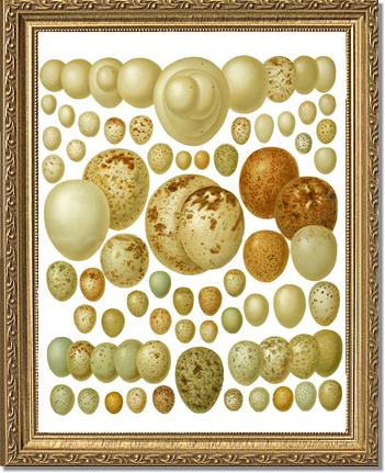 Victorian Print: Bird Eggs | Victorian Wall Art Print