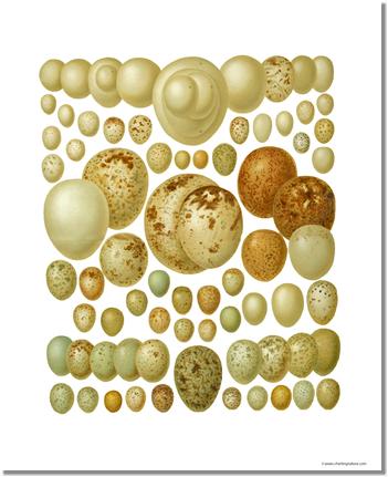 Victorian Print: Bird Eggs | Victorian Wall Art Print