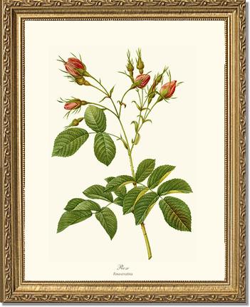 Rose Wall Art Print: Rosa everatina - Vintage Botanical Wall Decor- Charting Nature