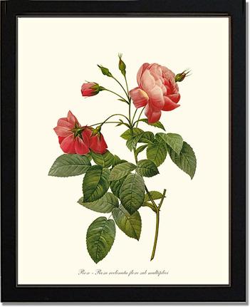 Rose Wall Art Print: Rosa reclinata - Vintage Botanical Wall Decor- Charting Nature