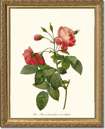 Rose Wall Art Print: Rosa reclinata - Vintage Botanical Wall Decor- Charting Nature