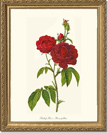 Rose Wall Art Print: Bishop Rose Red Tea Rose - Vintage Botanical Wall Decor- Charting Nature
