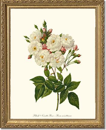 Rose Wall Art Print: Blush Noisette - Vintage Botanical Wall Decor- Charting Nature