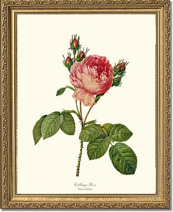 Rose Wall Art Print: Cabbage Rose - Vintage Botanical Wall Decor- Charting Nature