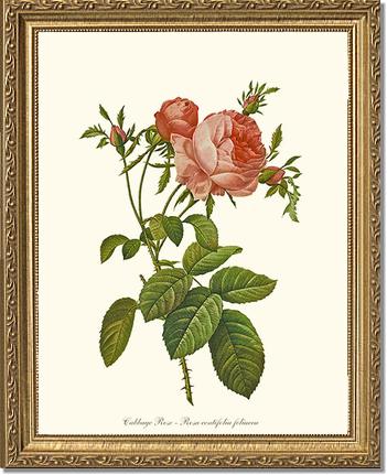 Rose Wall Art Print: Rose Print: Cabbage Rose - Vintage Botanical Wall Decor- Charting Nature