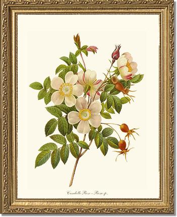 Rose Wall Art Print: Candolle Rose - Vintage Botanical Wall Decor- Charting Nature