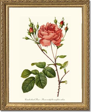 Rose Wall Art Print: Cumberland Rose - Vintage Botanical Wall Decor- Charting Nature
