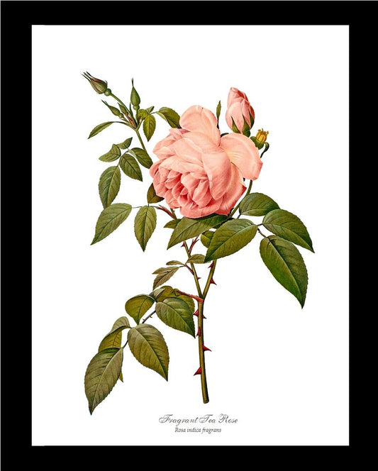 Rose Wall Art Print: Fragrant Tea Rose - Vintage Botanical Wall Decor- Charting Nature