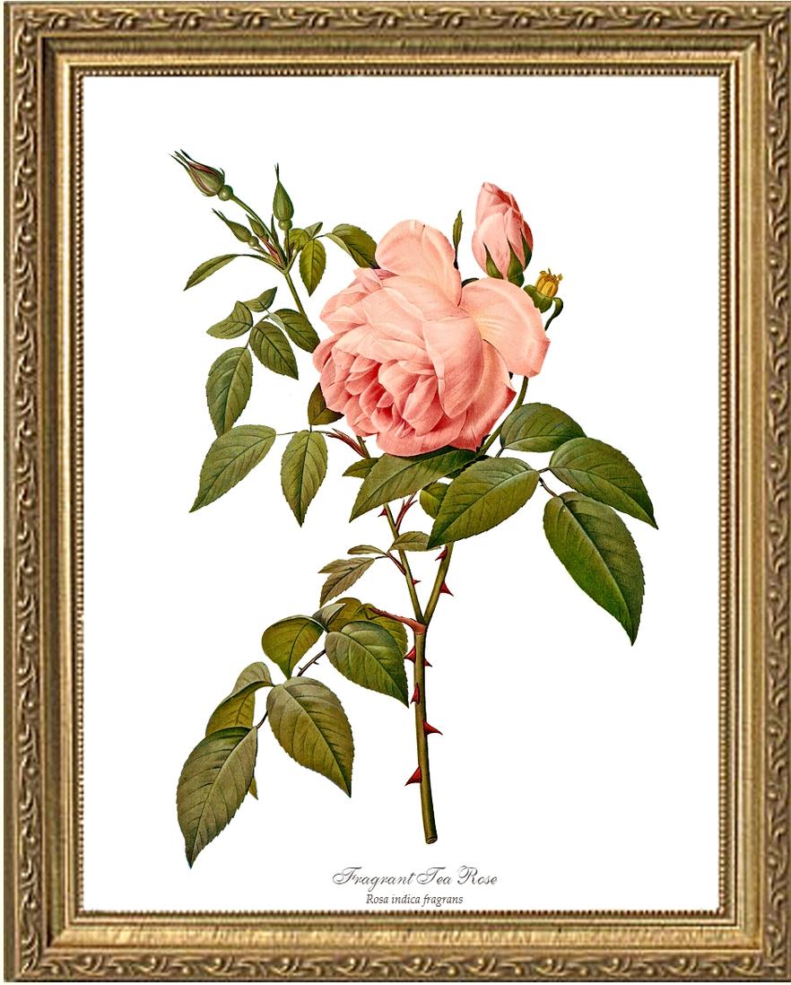 Rose Wall Art Print: Fragrant Tea Rose - Vintage Botanical Wall Decor- Charting Nature