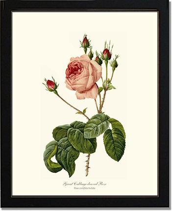 Rose Wall Art Print: Great Cabbage Leaved Rose - Vintage Botanical Wall Decor- Charting Nature