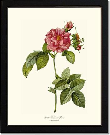 Rose Wall Art Print: Little Cabbage Rose - Vintage Botanical Wall Decor- Charting Nature