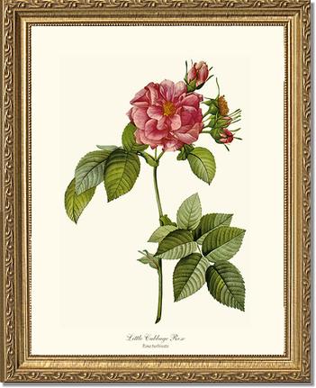 Rose Wall Art Print: Little Cabbage Rose - Vintage Botanical Wall Decor- Charting Nature