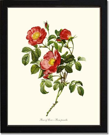 Rose Wall Art Print: Rose of Love - Vintage Botanical Wall Decor- Charting Nature