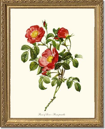 Rose Wall Art Print: Rose of Love - Vintage Botanical Wall Decor- Charting Nature