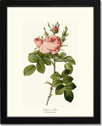 Rose Wall Art Print: Perfumer's Rose - Vintage Botanical Wall Decor- Charting Nature