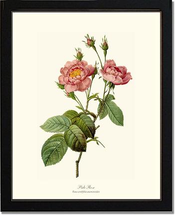 Rose Wall Art Print: Pale Rose - Vintage Botanical Wall Decor- Charting Nature