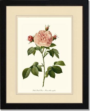 Rose Wall Art Print: Pale Pink Rose - Vintage Botanical Wall Decor- Charting Nature