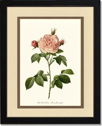 Rose Wall Art Print: Pale Pink Rose - Vintage Botanical Wall Decor- Charting Nature