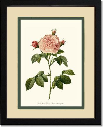 Rose Wall Art Print: Pale Pink Rose - Vintage Botanical Wall Decor- Charting Nature