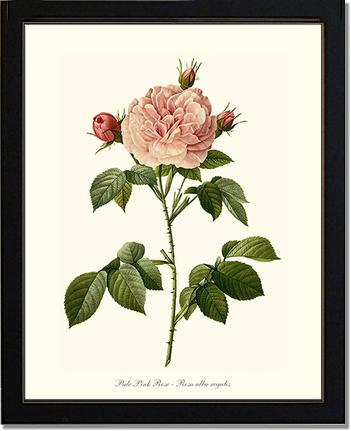 Rose Wall Art Print: Pale Pink Rose - Vintage Botanical Wall Decor- Charting Nature