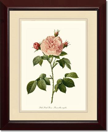 Rose Wall Art Print: Pale Pink Rose - Vintage Botanical Wall Decor- Charting Nature